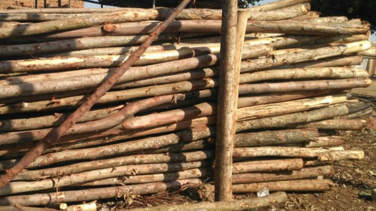 Eucalyptus Poles